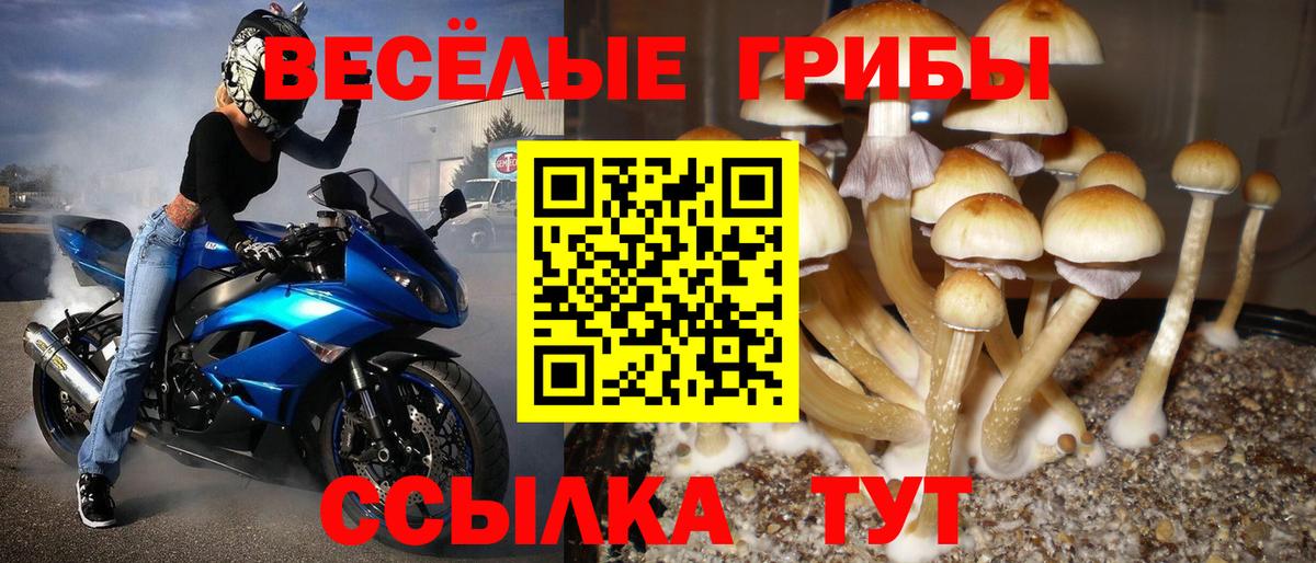 Галлюциногенные грибы Psilocybine cubensis  Вход с VPN  Галлюциногенные грибы GOLDEN TEACHER  Богданович 